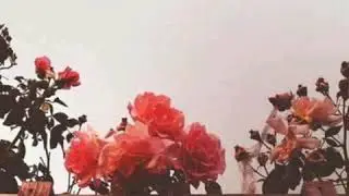 O'lim haqida sher. Janozamga kelib qo'y