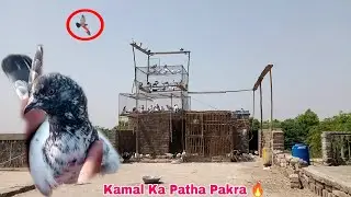 Gulabi Colour Wala Bacha Pakra 🔥 Bara Kamal Ka Kabootar