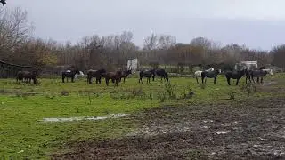 KATERINA'S HERD before the storm // 
