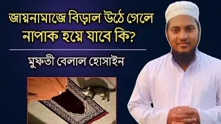 জায়নামাজে বিড়াল উঠে গেলে জায়নামাজ নাপাক হয়ে যাবে কি ? মুফতী বেলাল হোসাইন