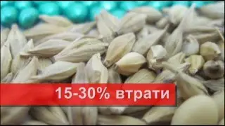 Внимание! Трипс на зерновых культурах!