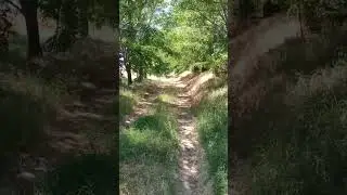 Forest Stroll || Best Forest 🌿🌿