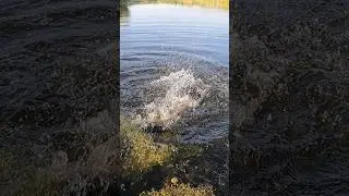 🔞 А Вона Проходе!😁 Ця РИБАЛКА БУДЕ НА КАНАЛІ YuoTube!✅️ #shorts #fishing #рибалка