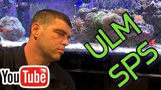 Ultra Low Maintenance 300 Gallon Stony Coral Reef Aquarium