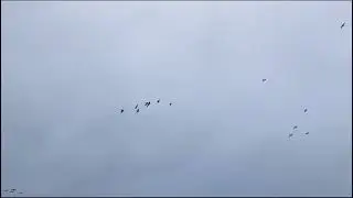Гусиная охота.Осень 2023