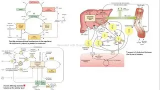 síntesis colesterol regulación transporte bioquímica Harper