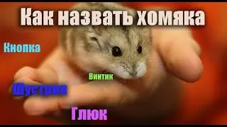 Самые лучшие имена для хомячков