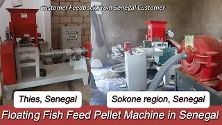 Floating Fish Feed Pellet Machine in Thies&Sokone region，Senegal #fishfeedmachine  #fishfarming