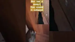 Домашние животные смешные кошечки и злые собаки