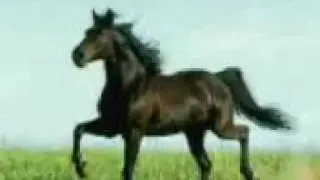 Қазақтың жылқылары \ Лошади Казахстана!