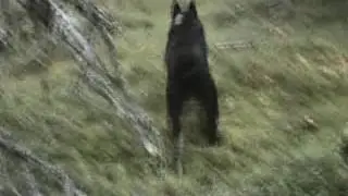 Rubert ja hirvet