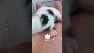 TİKTOK BULUT KÖPEK VİDEOLARI🐶EJDERHA YAVRUSU BULUT KÖPEK VE İSA YURTSEV ‼️BAĞIMLILIK YAPAR ‼️