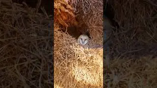 Barn Owl Sounds (Barn Owl Inside Its Nest On A Tree)