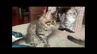 🌟Мейн  Куны.Котята🐾🐈‍⬛