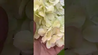 Гортензия метельчатая ‘Pantonella’Пантонелла- эксклюзивная серия патио немецкой селекции PAN