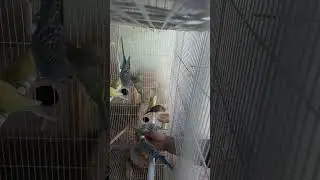 كيف تجعل طائر البادجي يأكل على يديك