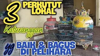 3 ( Tiga ) Perkutut Lokal Alam Katuranggan Yang Baik Dan Cocok Di Pelihara Semua Kalangan ‼️