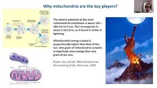 MITOPROXY presentation