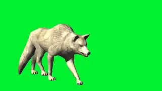 wolf/badscary wolf/wild animal/Halloween/animal/howl monster/wild creature/green screen wild animal