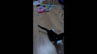 Half Life Cat