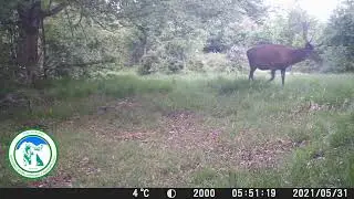 WOLF BEAR BEER - LUPI ORSI CERVI - CAPRIOLI MAXI RACCOLTA SU VIDEOCAMERA DIMENTICATA NEL BOSCO