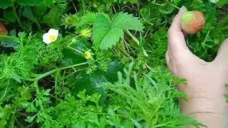 ЧЕСНОК ПОРА ОБРЫВАТЬ СТРЕЛКИ И ПОДКОРМИТЬ КЛУБНИКА НА 21 ИЮНЯ ЯРОСЛАВЛЬ.