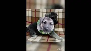Эта девочка остается в семье!