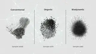 [Tech Validation] Local Networks in Vineyard Soil Fungal Communities