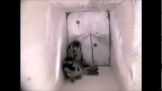 Punch Up in the Blue Tit box