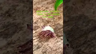Alien Lifeform Discovered in Amazon (100% real!!) 