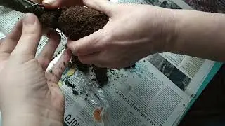 Как мы высаживаем розу в феврале