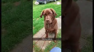 Take away the dog's favorite thing