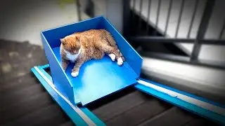 I Built an Elevator for My Cat