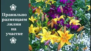 ❀ Правильно размещаем лилии на участке