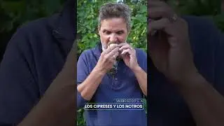 La perpetuidad del manzano