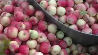 С одной яблоньки угощаем всех согласных взять.  27. 08. 2022
