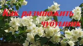 Как размножить чубушник