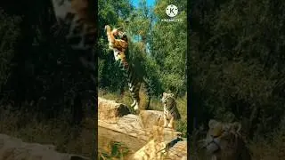 🐯:16Feet jump?? easy for me😎.