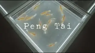 Peng Tai 21FW Shanghai Fashion Week Show