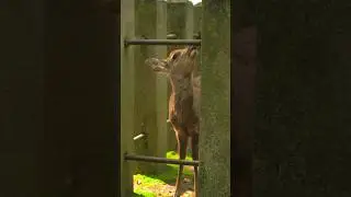 Why We Traveled to Japan for These Amazing Deer 🦌 #naradeer #traveljapan #nara #japan #travelgoals
