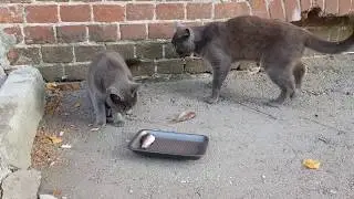 Смешное видео: коты и караси