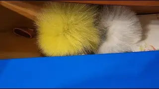 Бурсова заначка