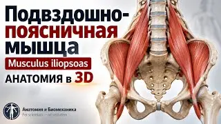 Подвздошно-поясничная мышца. Musculus iliopsoas. Антомия в 3D.