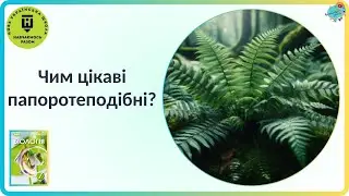 Чим цікаві папоротеподібні?