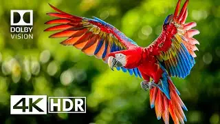 Best Places in Dolby Vision | 4K HDR 120FPS