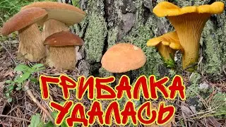 #грибы #ягоды #лес #лисички #белыйгриб        В поисках грибов