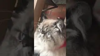 #animals #catlover