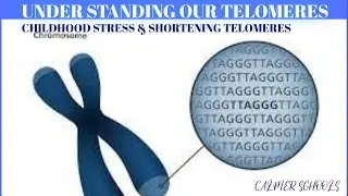 UNDERSTANDING OUR TELOMERES,  CHILDHOOD STRESS & SHORTENING TELOMERES.   