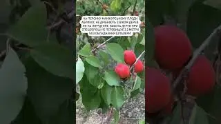 З новими прищепно- сортовими комбінаціями , абрикосовий бізнес стає гарантованою реальністю .