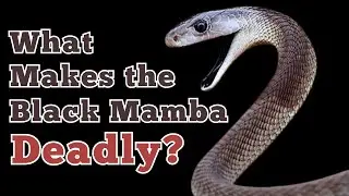 The Mystique of the Black Mamba